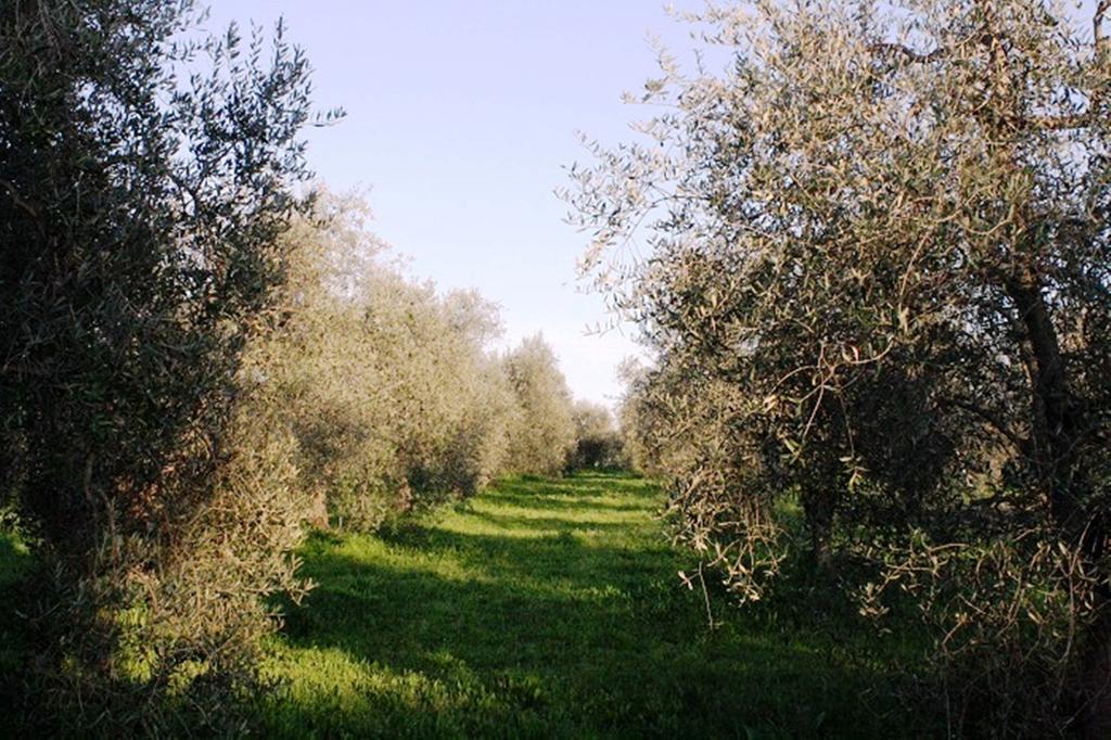 Agriturismo Vigna Mai Magliano in Toscana Zewnętrze zdjęcie